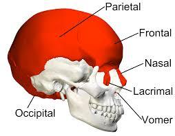 Introduction to the Skeletal System Hon Flashcards | Easy Notecards