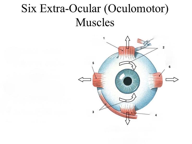 Human Eye Flashcards | Easy Notecards