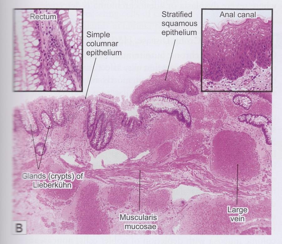 Print Vertebrate Histology Exam 4 Flashcards 