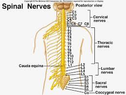 spinal cord Flashcards | Easy Notecards