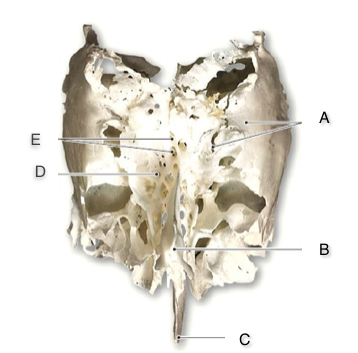 Bones And Bone Markings of the Skull Flashcards | Easy Notecards