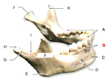 Print Bones And Bone Markings of the Skull flashcards | Easy Notecards