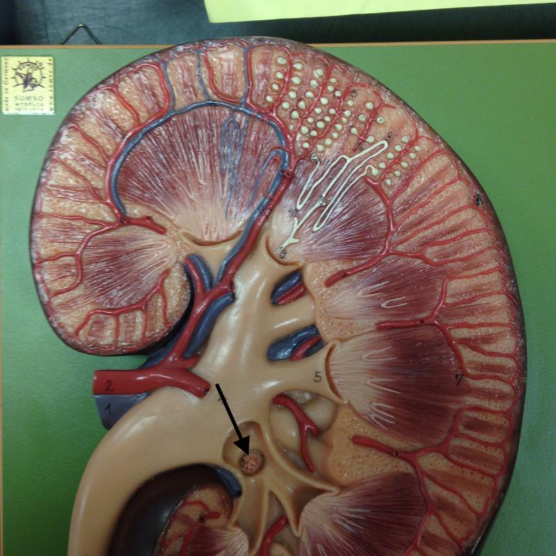 print-3-part-kidney-model-flashcards-easy-notecards