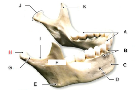 Print Bones And Bone Markings of the Skull flashcards | Easy Notecards