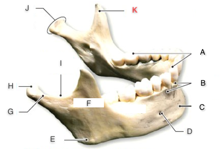 Print Bones And Bone Markings of the Skull flashcards | Easy Notecards