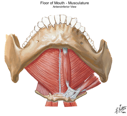 Module 1: the neck Flashcards | Easy Notecards