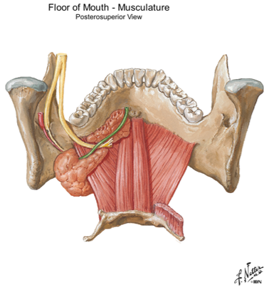 Print Module 1: the neck flashcards | Easy Notecards