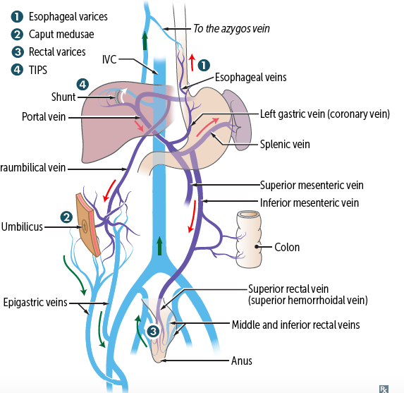 Portal Venous System