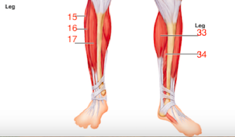 Wiley AAP Lab Quiz 5 -Gross Anatomy of the Muscular System Part 1