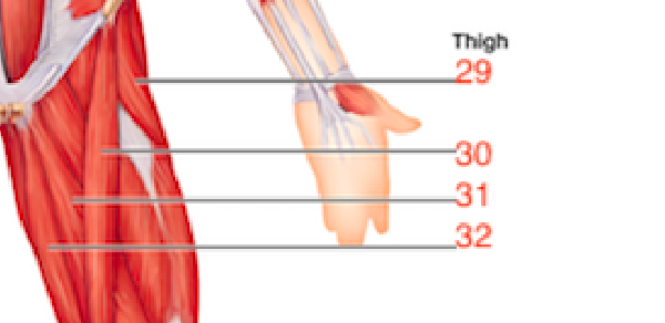 Wiley AAP Lab Quiz 5 -Gross Anatomy of the Muscular System Part 1