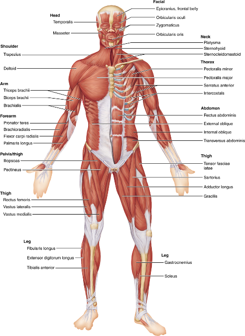 Wiley AAP Lab Quiz 5 -Gross Anatomy of the Muscular System Part 1