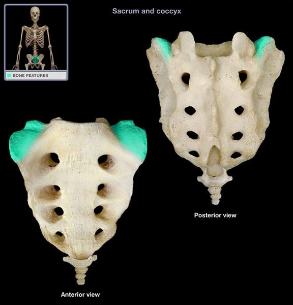 Print A P Vertebra And Ribs Flashcards Easy Notecards