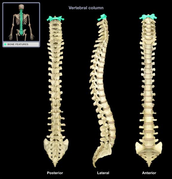 Print A P Vertebra And Ribs Flashcards Easy Notecards