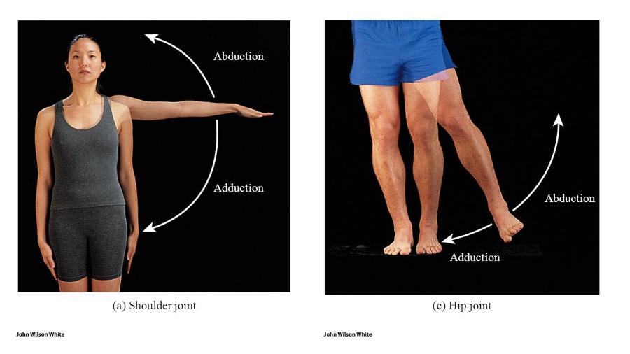 print-range-of-movement-cranial-movement-flashcards-easy-notecards