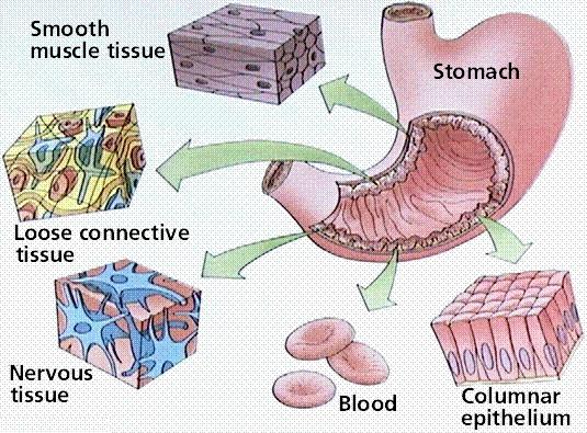 types-of-tissue-study-of-biological-science-tissue-types-tissue