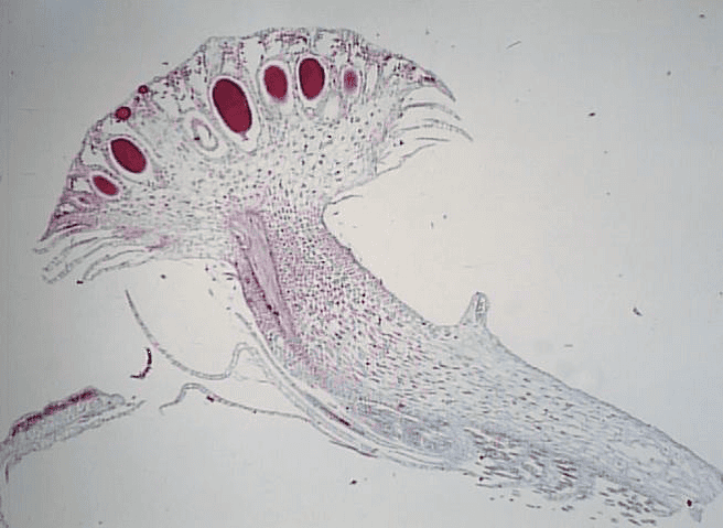 print-biol102-lab-practical-ii-review-guide-flashcards-easy-notecards