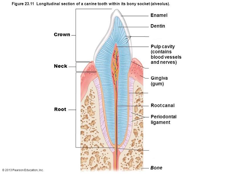 Digestive system Lab Flashcards | Easy Notecards