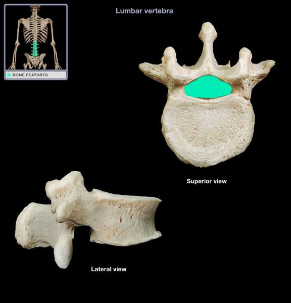 Print A P Vertebra And Ribs Flashcards Easy Notecards