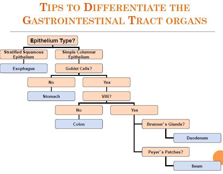 Digestive system Flashcards | Easy Notecards