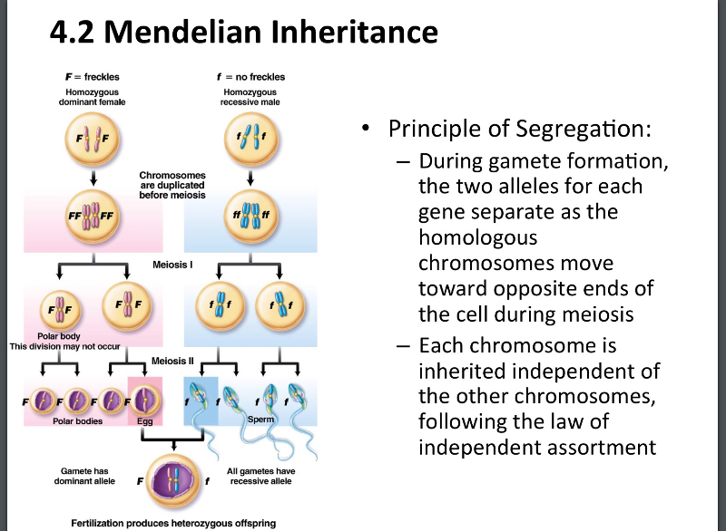 Mendelian Patterns Of Inheritance Hot Sex Picture