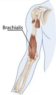 Print anterior muscles flashcards | Easy Notecards