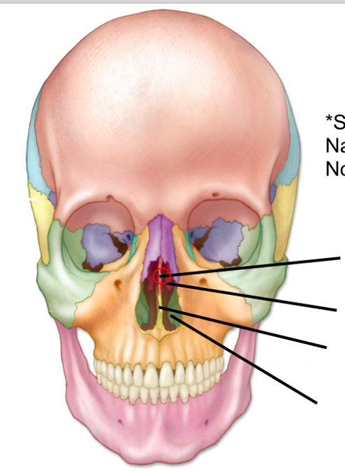 Print Axial Bones flashcards | Easy Notecards