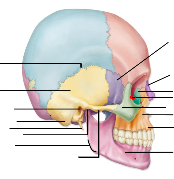 Print Axial Bones flashcards | Easy Notecards