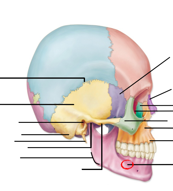 Print Axial Bones flashcards | Easy Notecards