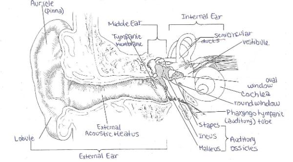 Print Exercise 25 Special Senses Hearing And Equilibrium Flashcards Easy Notecards