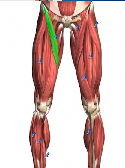 Wiley AAP Lab Quiz 5 -Gross Anatomy of the Muscular System Part 3