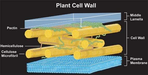 print-chapter-2-cells-flashcards-easy-notecards