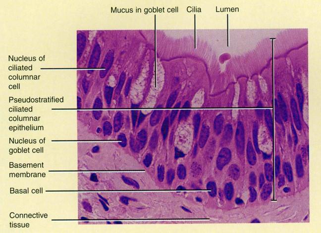 Cells, major tissue types , Epithelial Cells Flashcards | Easy Notecards