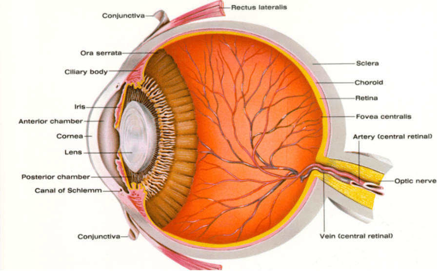 Print PY3 P T FINAL EXAM GLAUCOMA Flashcards Easy Notecards