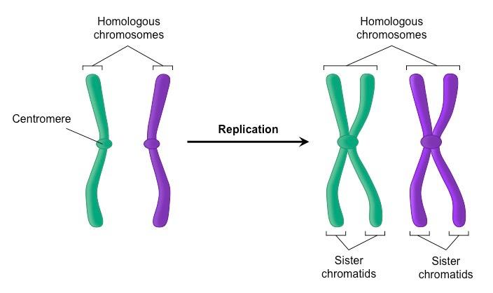 population-genetics-exam-1-flashcards-easy-notecards