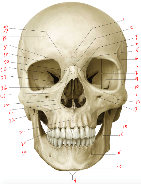 Print BS2-2-1-Practice Skull ID [i] flashcards | Easy Notecards