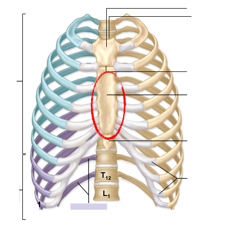 Print Axial Bones flashcards | Easy Notecards