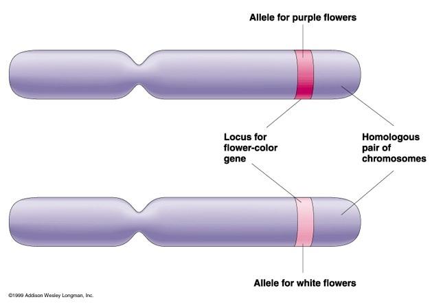 print-chapter-5-heredity-flashcards-easy-notecards