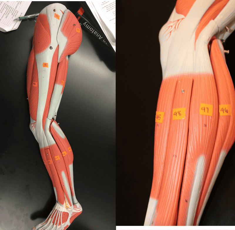 Human Muscle Practicum Flashcards | Easy Notecards