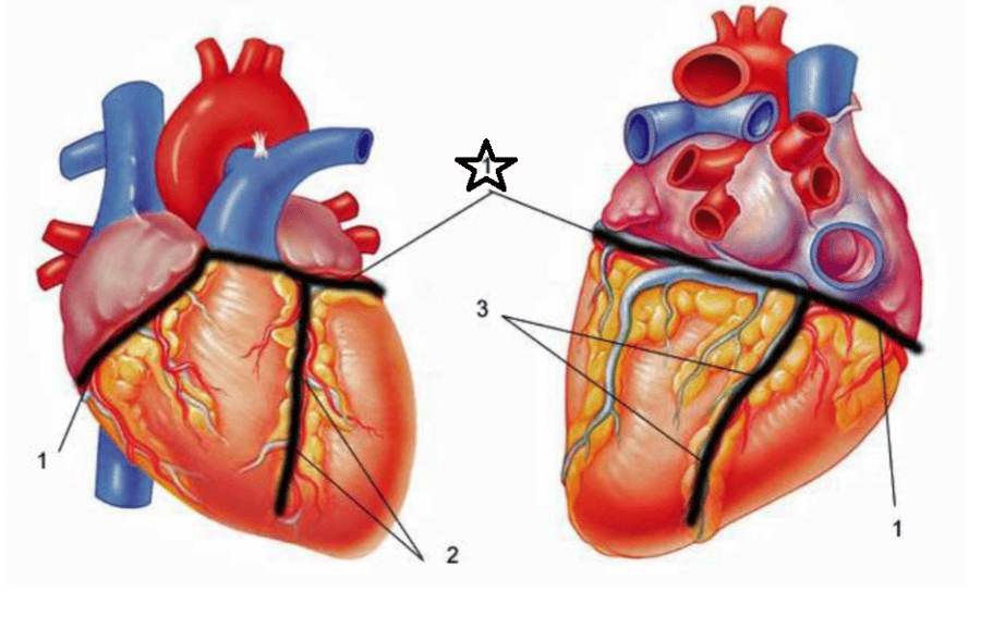 print-heart-anatomy-flashcards-easy-notecards