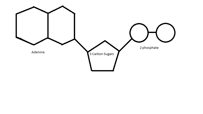 adenosine-diphosphate-adenosine-pyrophosphate-adp-magnesium-adp-mgadp