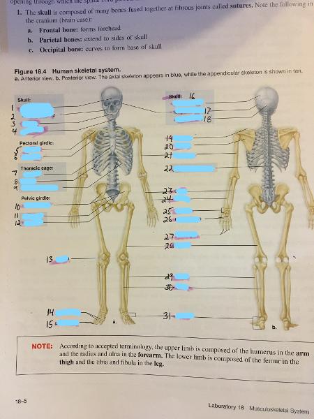 Human Skeletal Flashcards Easy Notecards