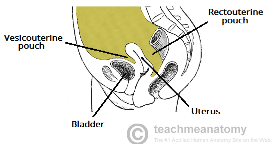 print-normal-pelvis-2-flashcards-easy-notecards