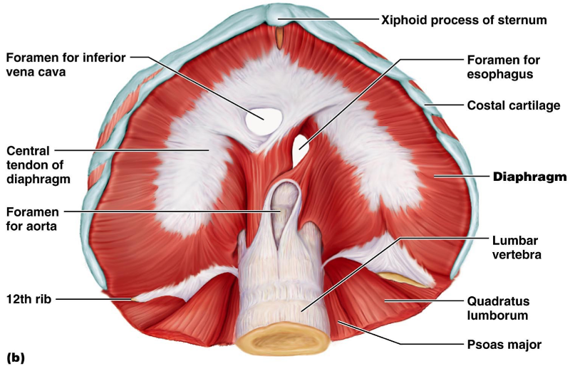 KAAP 309 Chapter 10 Muscular Systems Flashcards | Easy Notecards