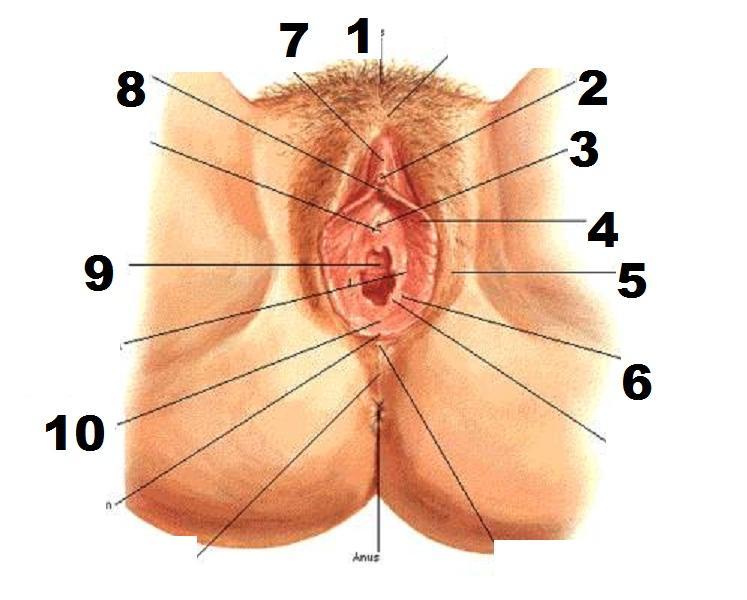 Female genital clitoris