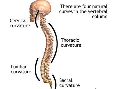 Mostly Vertebrae and ribs Flashcards | Easy Notecards