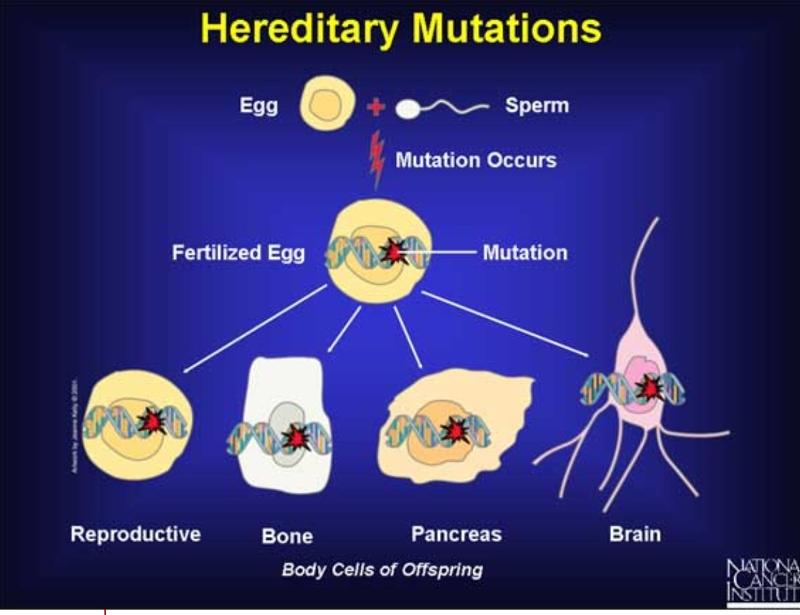 Cell Reproduction Flashcards | Easy Notecards