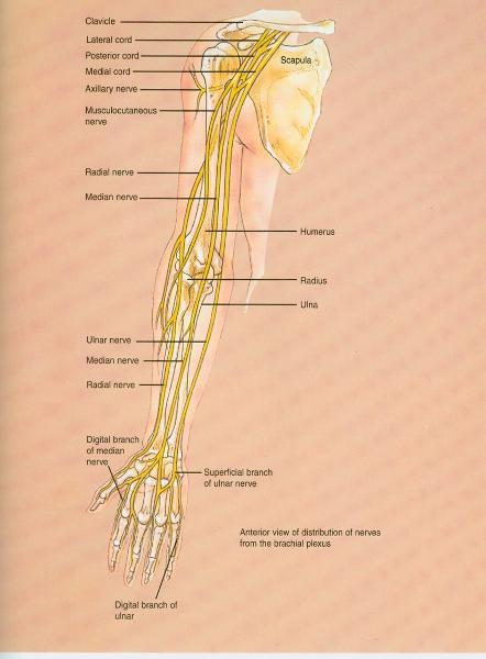 Print Kin 335 Muscles Origin, Insertion, Nerve, Action flashcards