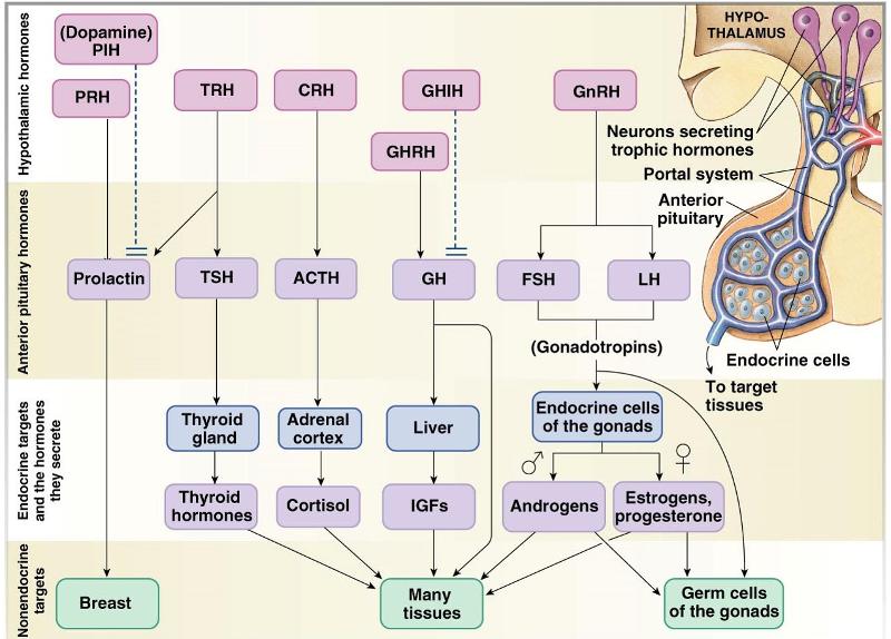 Human Physiology Chapter 7 Flashcards | Easy Notecards