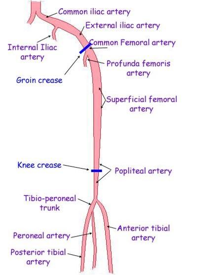 lower extremity arteiral Flashcards | Easy Notecards