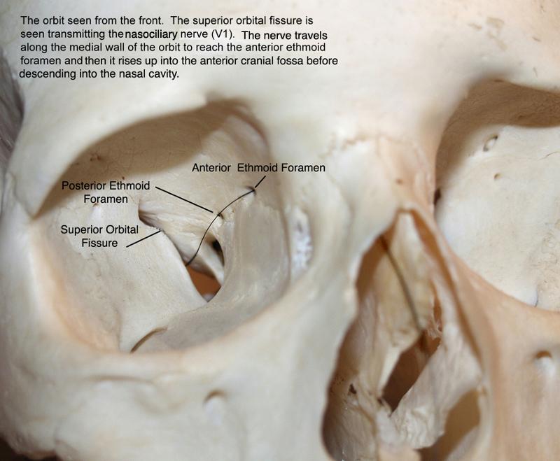 skull cummulative Flashcards Easy Notecards